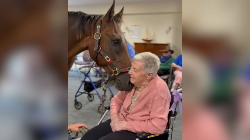 A horse nuzzling an elderly woman in a nursing home.