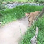 A mountain lion slowly walks down a hike path and closer to the person recording this moment