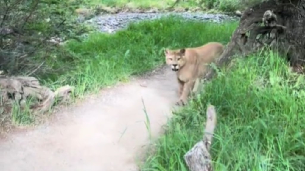 A mountain lion slowly walks down a hike path and closer to the person recording this moment