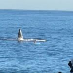 A whale emerging from the water next to a paddleboarder.