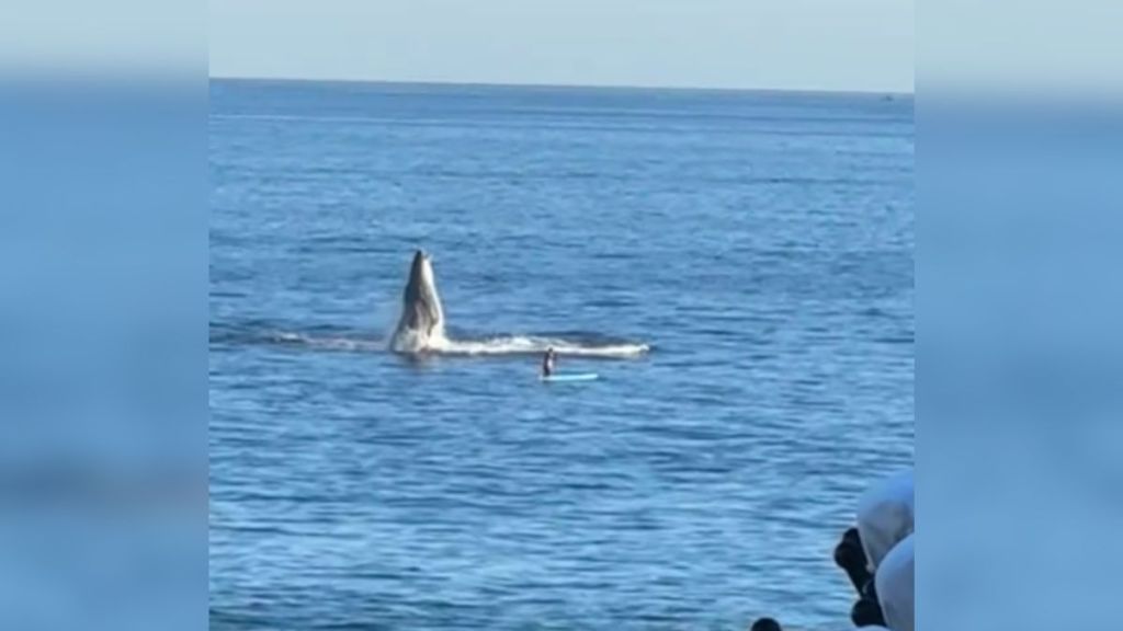 A whale emerging from the water next to a paddleboarder.