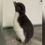 A fuzzy penguin chick with gray and white feathers.