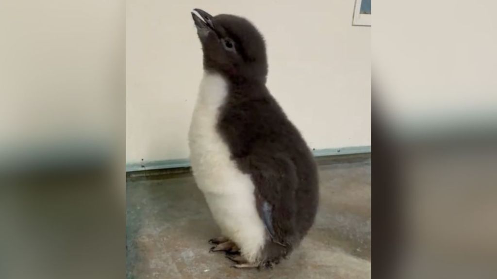 A fuzzy penguin chick with gray and white feathers.