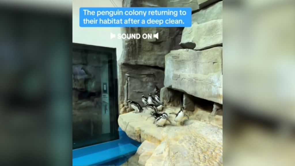 A group of penguins waddling into their enclosure.