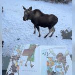 A moose standing in the snow and looking up at an open book.