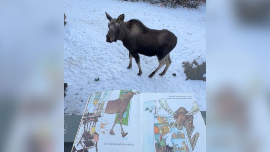 A moose standing in the snow and looking up at an open book.