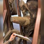 A rhino at the zoo using her mouth to paint on a canvas.