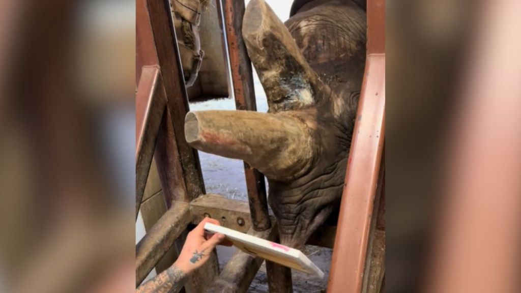 A rhino at the zoo using her mouth to paint on a canvas.