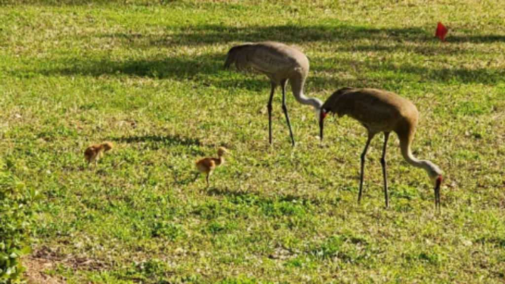 Two adult sandhill cranes search around the grass for food. Their two, tiny babies follow closely behind