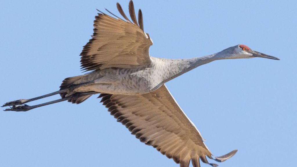 A sandhill crane flying through the air.