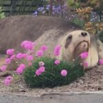 A sea lion resting near a bunch of flowers.