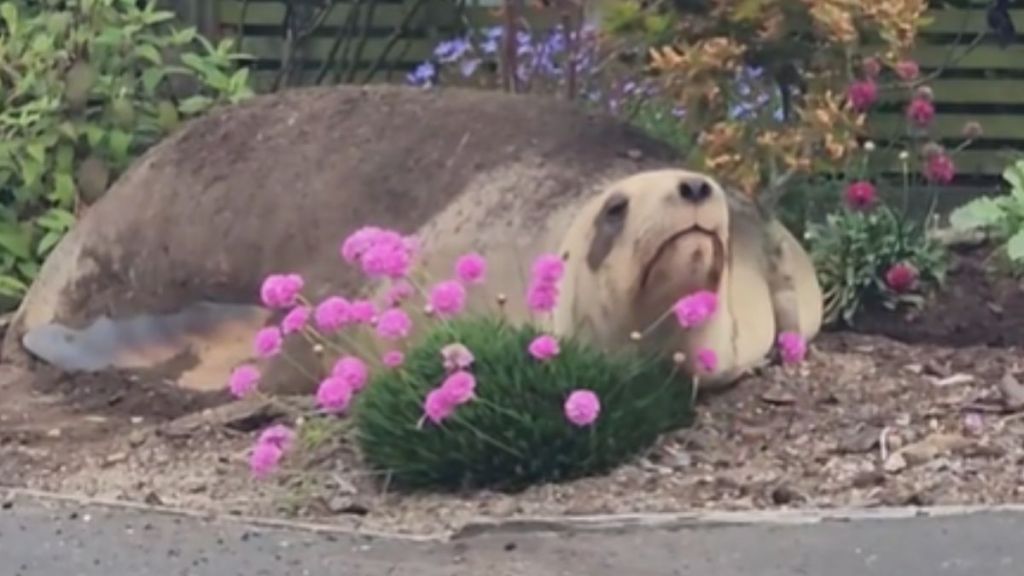 A sea lion resting near a bunch of flowers.