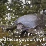 Close up of a sea turtle lounging just below some water. Text on the image reads: Found these guys on my hike