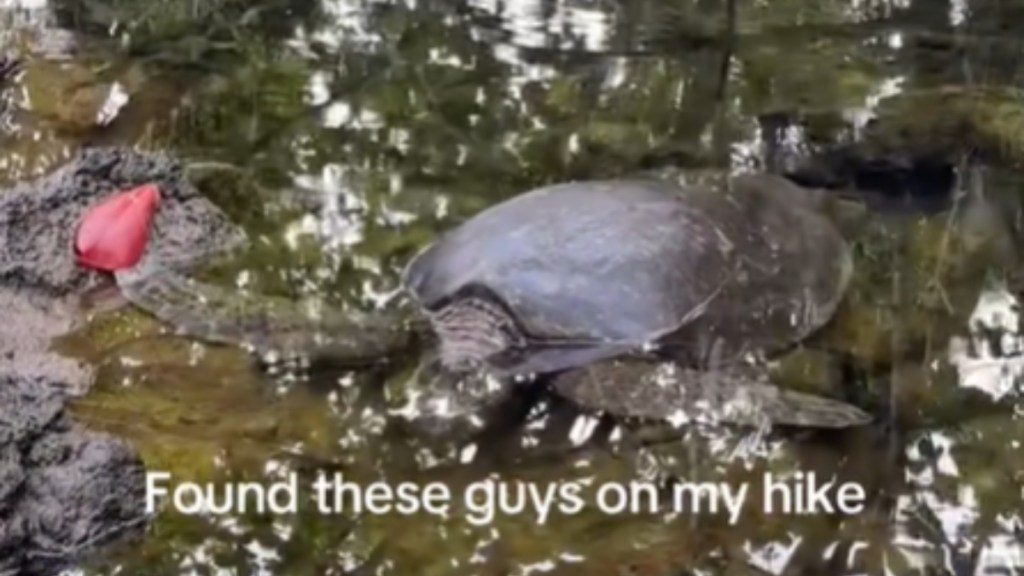 Close up of a sea turtle lounging just below some water. Text on the image reads: Found these guys on my hike