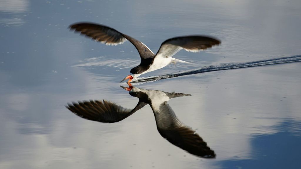 A bird skimming the surface of the water with their beak.