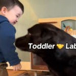 A toddler smiles as he laughs. He stands next to a chocolate lab who stands near him. Text on the image reads: Toddler [hand-shaking emoji] Lab