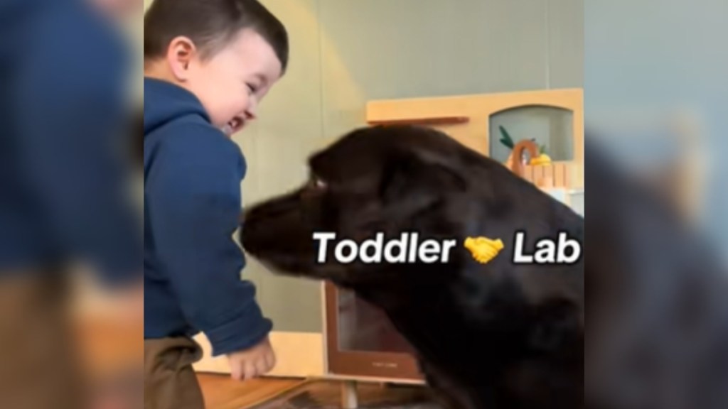 A toddler smiles as he laughs. He stands next to a chocolate lab who stands near him. Text on the image reads: Toddler [hand-shaking emoji] Lab