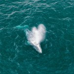 Top-down view from a distance of a whale in the water. The view is mainly of the whale's "spout"