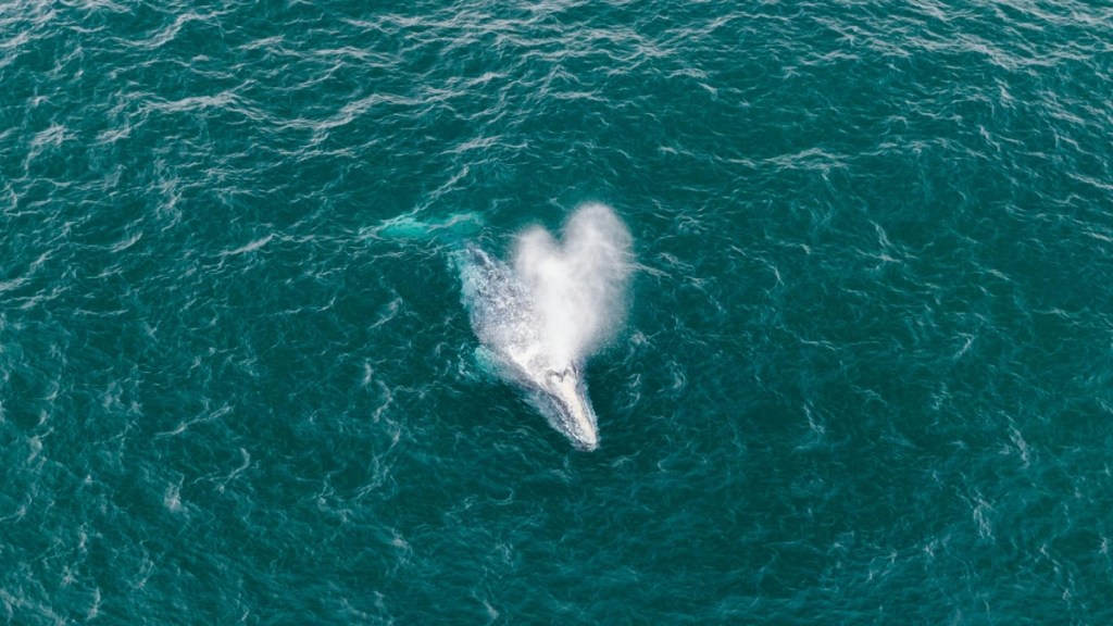 Top-down view from a distance of a whale in the water. The view is mainly of the whale's "spout"