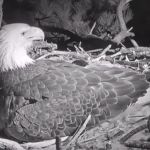 Image shows a female bald eagle in a nest over her two baby eagle chicks while awaiting the hatching of egg #3.