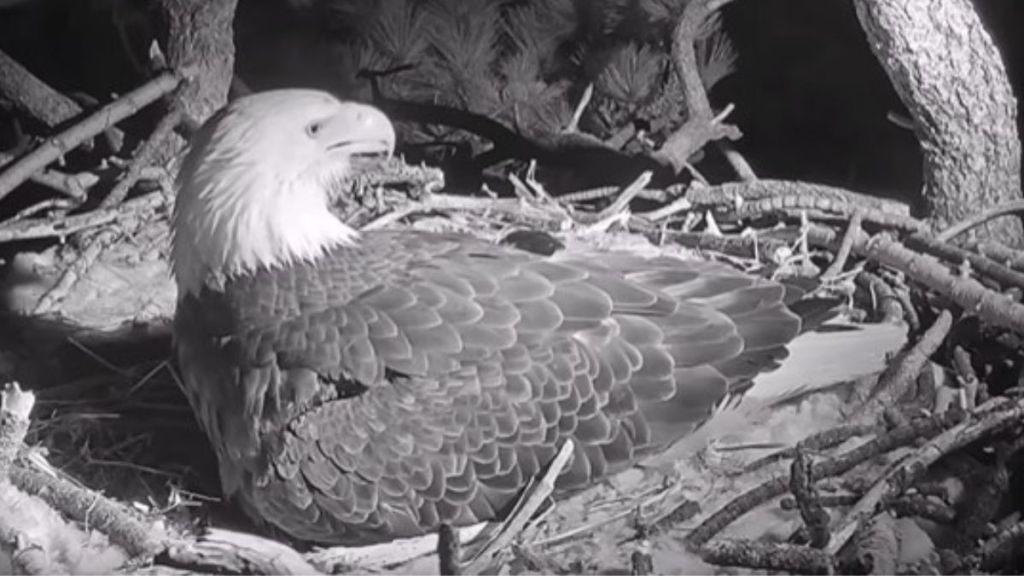 Image shows a female bald eagle in a nest over her two baby eagle chicks while awaiting the hatching of egg #3.