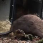 Image show beavers being released into the wetlands of England for the first time in almost 500 years.