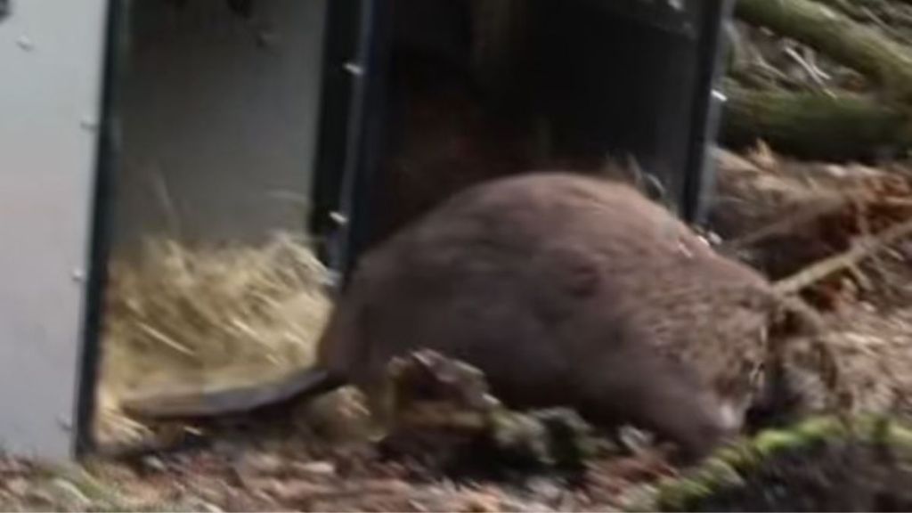 Image show beavers being released into the wetlands of England for the first time in almost 500 years.