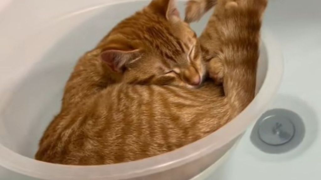 Image shows Peach the cat in her little boat, floating in the bathtub.