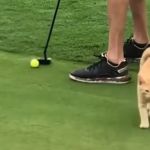 Image shows a ginher cat at a golf course as a golfer prepares to putt.