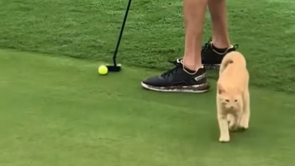 Image shows a ginher cat at a golf course as a golfer prepares to putt.