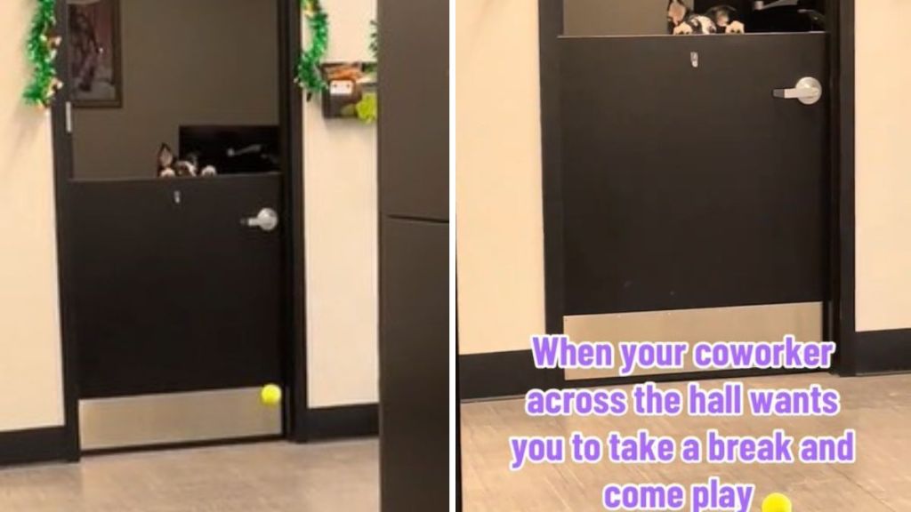 Left image shows a dog coworker dropping her ball over the door. Right image shows the border collie waiting patiently for someone to toss the ball back.