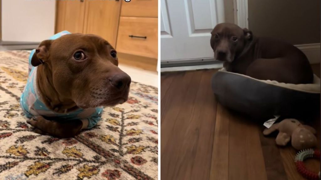 Left image shows a dog raised by cats demonstrating a perfect "loaf" position. Right image shows the pit bull squishing into a cat bed.