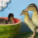 Ducklings swimming in a watermelon is an annual tradition at The Quack House.