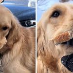 Left image shows a golden retriever that got caught stealing food. Right image