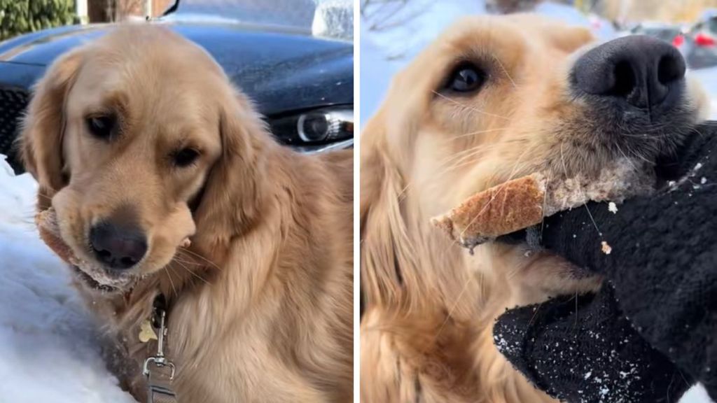 Left image shows a golden retriever that got caught stealing food. Right image