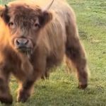 Image shows Dumplin', a miniature Highland cow.