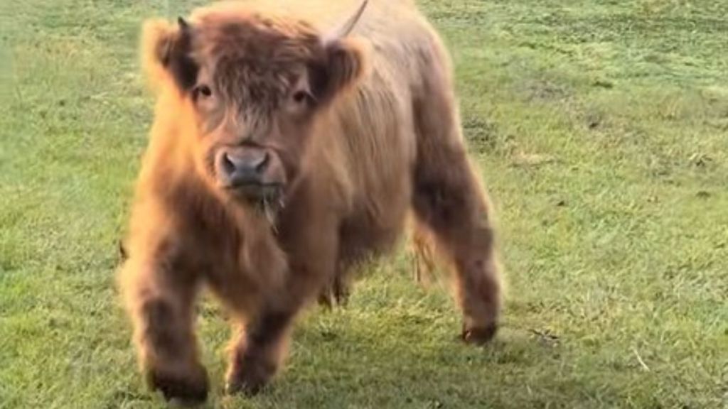 Image shows Dumplin', a miniature Highland cow.