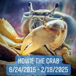 Image copyright protected by Laura Porter. Howie the Crab memorial image.