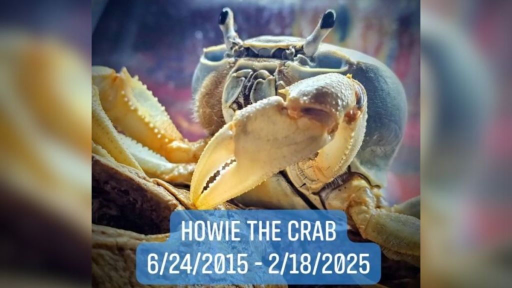 Image copyright protected by Laura Porter. Howie the Crab memorial image.