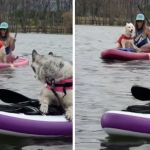 Images show a white Siberian husky having zoomies on a paddle board as her husky-malamute brother looks on.