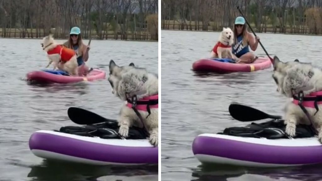 Images show a white Siberian husky having zoomies on a paddle board as her husky-malamute brother looks on.