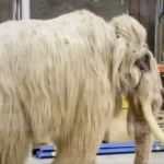 Image shows the side view of a woolly mammoth animatronic exosuit.