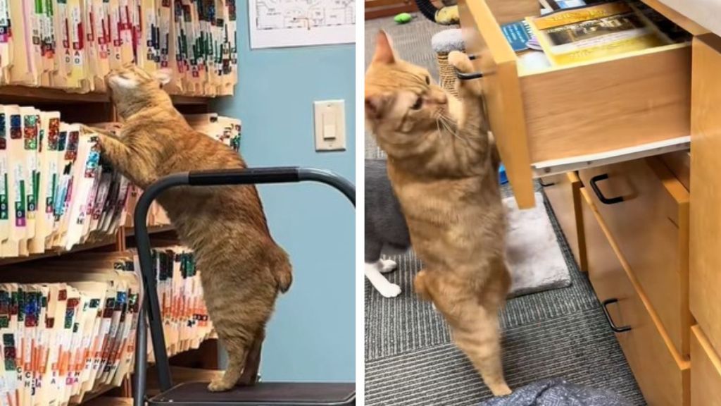 Left image shows the office cat helping with medical record filing. Right image shows Bob helping with supplies in the exam room.