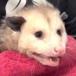 Image shows a Virginia opossum recovering after eating an entire Costco cake.