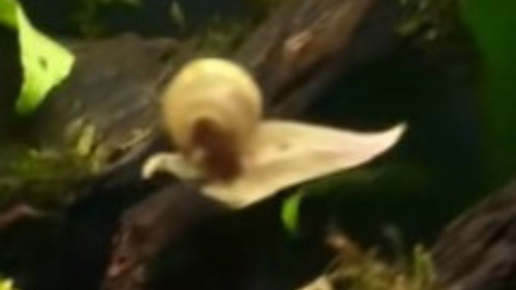 Image shows a pet snail surfing on a small leaf.