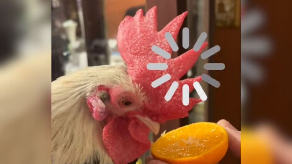 Image shows a rooster thinking about his first taste of orange.