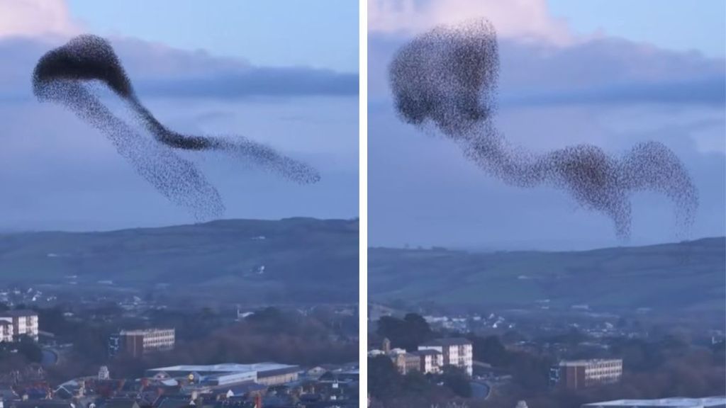 Images show a starling murmuration over Aberystwyth in Wales.