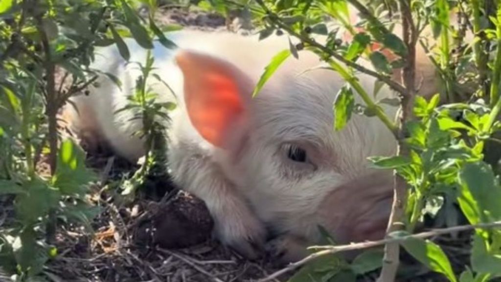 Image shows a tiny surprise piglet hiding among the plants.