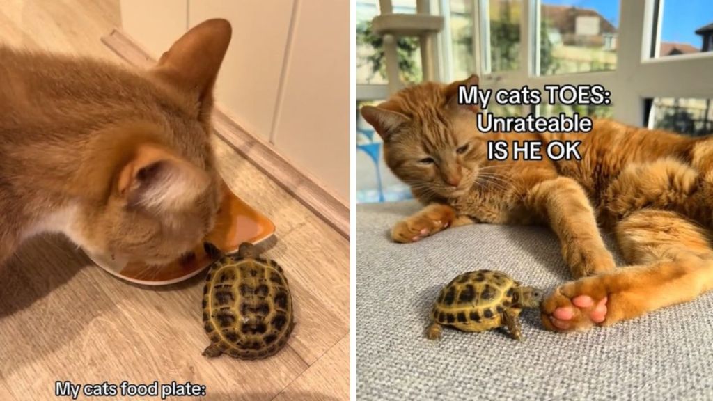 Images show a tortoise eating the cat's plate and then trying to eat the cat's toes.