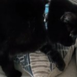 Side-view of a black cat walking carefully next to a pillow on a couch. One front paw is raised as he moves forward